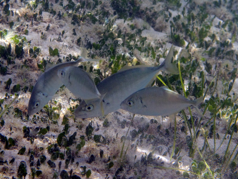 juvenile Pseudocaranx dentex